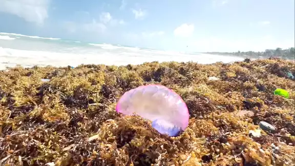 Se exhorta a los turistas y residentes a mantenerse alertas, evitar el contacto directo con la especie marina y respetar las la señalización en las playas
