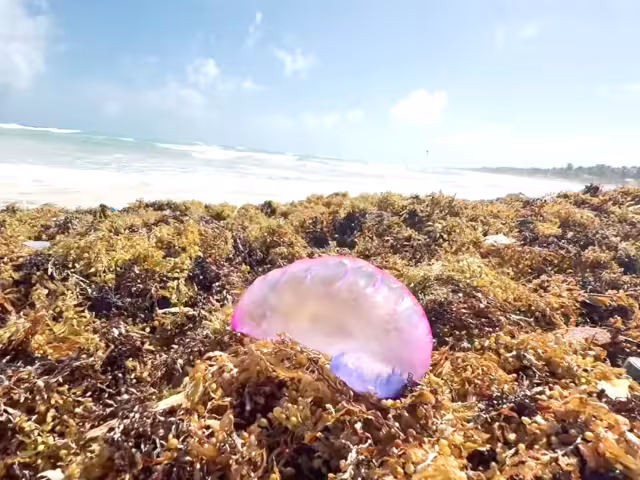Se exhorta a los turistas y residentes a mantenerse alertas, evitar el contacto directo con la especie marina y respetar las la señalización en las playas