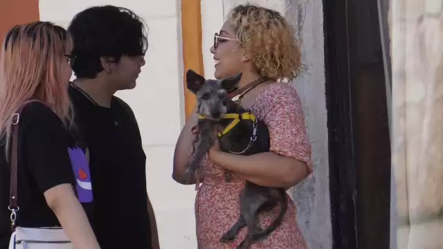 Perros y gatos entran en pánico ante el estruendo y pueden sufrir infartos.