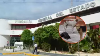 A la cárcel por mata perros: asesino de “Tobi", perrito de Ciudad del Carmen, es vinculado a proceso