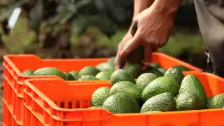 Exportación de aguacate y mango a EU se reanudada hoy: AMLO critica acción unilateral
