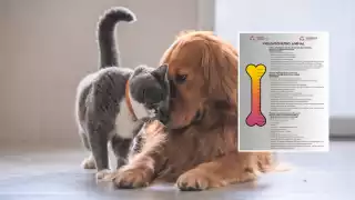 Violentómetro Animal: Cómo reconocer, denunciar y sancionar el maltrato en Campeche