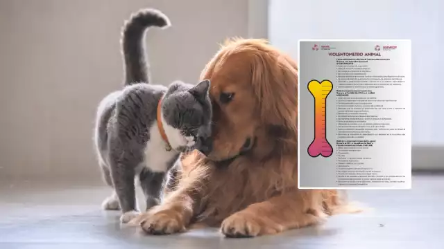 Campeche presenta el Violentómetro Animal para prevenir el maltrato a mascotas.