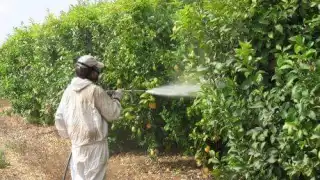 Plaguicidas tóxicos amenazan a las abejas en Hopelchén: Detectan contaminación en el aire  
