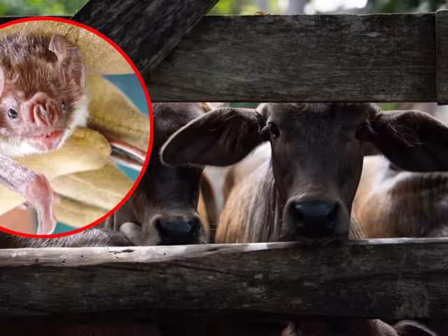 En el informe semanal más reciente, se reportaron 50 nuevos casos en 27 municipios