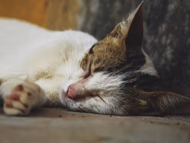 Los felinos se encontraban expuestos al sol e intoxicados para impedir que se movieran