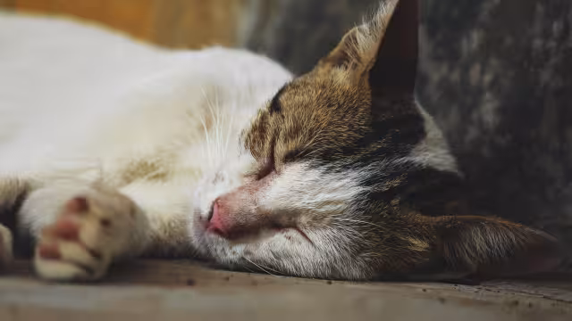Los felinos se encontraban expuestos al sol e intoxicados para impedir que se movieran