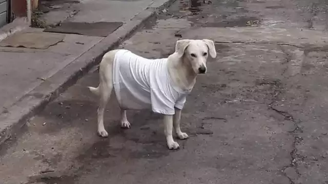 Hay formas de proteger a los perros de la heladez en Yucatán