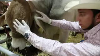 Contención y prevención: Crecen los casos de gusano barrenador en Campeche