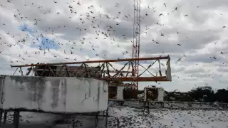 Gran manga de langostas sorprende en pleno Centro de Mérida  
