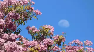 Floración anticipada de los árboles de maculís en Yucatán alertaría calor intenso y fuerte sequía   