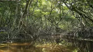 Manglares en Yucatán: refugio de biodiversidad y defensa natural frente a huracanes  