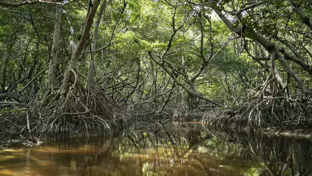 Amenazas como la construcción de hoteles, desarrollos inmobiliarios y carreteras en zonas costeras provocan la destrucción directa del manglar
