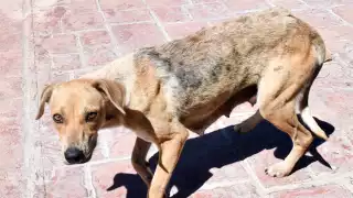 Secretarías "se lavan las manos" ante casos de parvovirus en Campeche