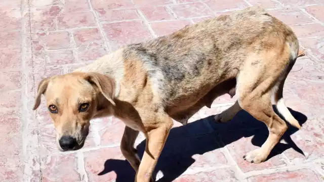 Afecta principalmente el tracto gastrointestinal de cachorros.