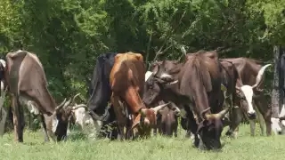 Cinco casos de rabia bovina en Campeche en 2024: Productores redoblan esfuerzos