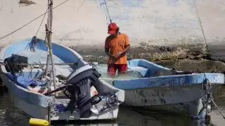 Piden denunciar pesca ilegal de pulpo; viable crear Guardia Costera
