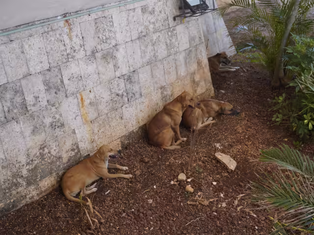 Es posible transportar la enfermedad incluso en nuestro calzado.
