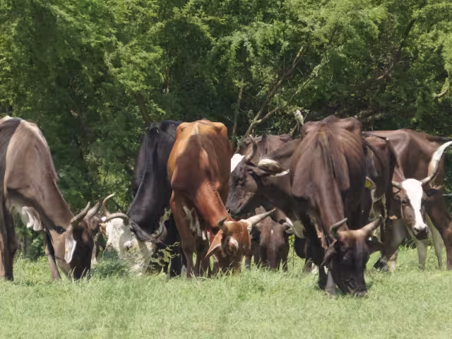 La ingeniera ambiental Priscila Campos recomendó resguardar al ganado y cumplir con los periodos de vacunación