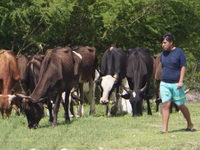 No todos los animales nocturnos transmiten la enfermedad