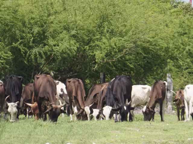 La Secretaría de Agricultura y Desarrollo Rural (Sader) de Campeche pide reportar cualquier caso o sospecha de rabia bovina, según la Norma Oficial Mexicana NOM-067-ZOO-2007.
