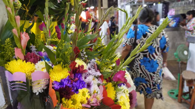 El 10 de mayo incrementan significativamente las ventas de flores en mercados de Campeche y Champotón, siendo las rosas, girasoles, claveles y gerberas las más demandadas.