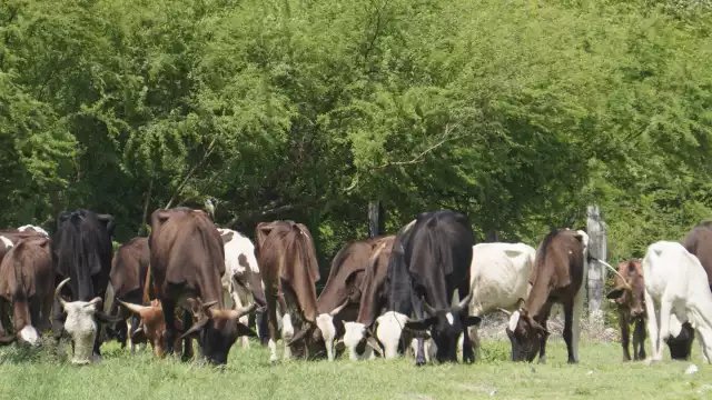 La Secretaría de Agricultura y Desarrollo Rural (Sader) de Campeche pide reportar cualquier caso o sospecha de rabia bovina, según la Norma Oficial Mexicana NOM-067-ZOO-2007.