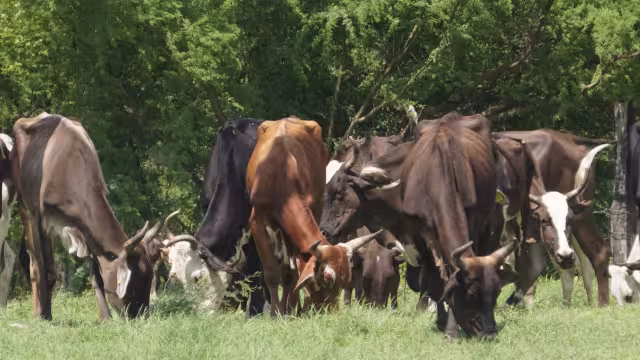 La ingeniera ambiental Priscila Campos recomendó resguardar al ganado y cumplir con los periodos de vacunación