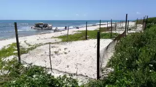  Activan 30   sitios de anidación de tortugas en Isla Mujeres