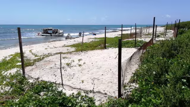 De mayo a octubre, el comité de protección espera el arribo de las especies carey, blanca y caguama