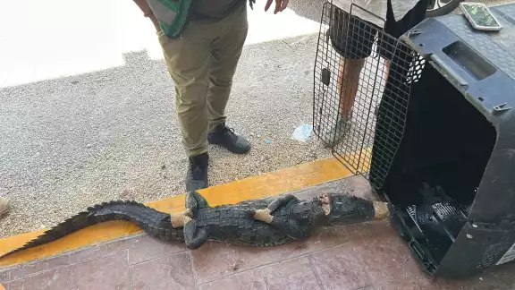 Autoridades recomendaron no atrapar este tipo de animales debido al riesgo Autoridades recomendaron no atrapar este tipo de animales debido al riesgo