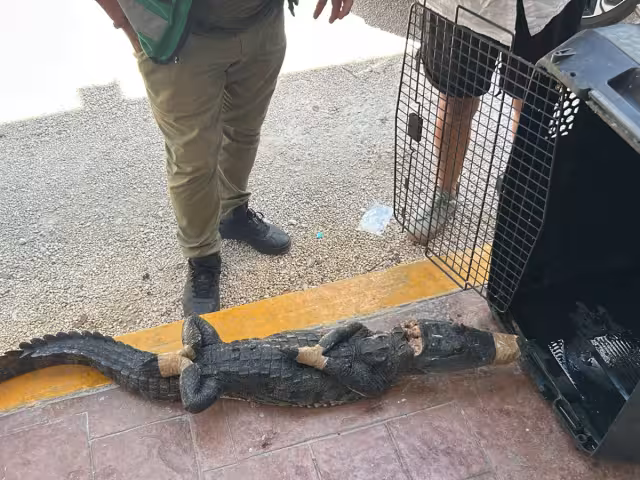 Autoridades recomendaron no atrapar este tipo de animales debido al riesgo