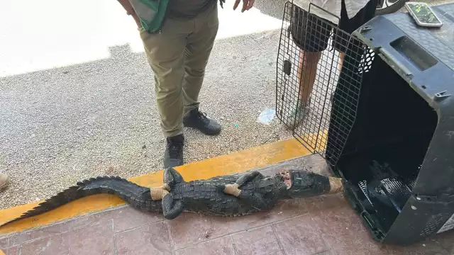 Autoridades recomendaron no atrapar este tipo de animales debido al riesgo