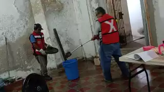 Serpiente causa pánico en óptica de Calkiní, en Campeche