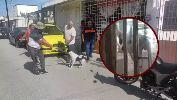 El perro es cruza de pitbull con callejero