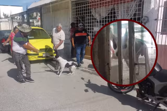 El perro es cruza de pitbull con callejero