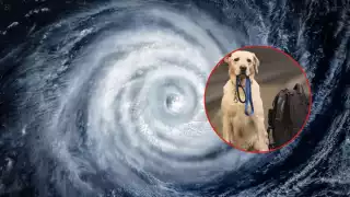 Temporada de huracanes en Quintana Roo: ¿Qué debe llevar una mochila de emergencia para mascotas?