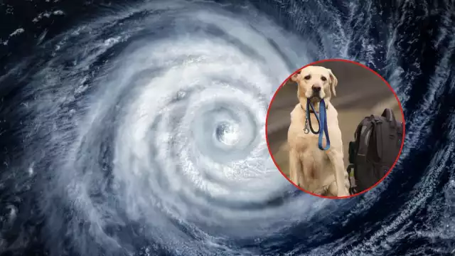 En la mochila debe de haber recipientes para alimentos y agua, carnet de vacunación, comida, entre otros