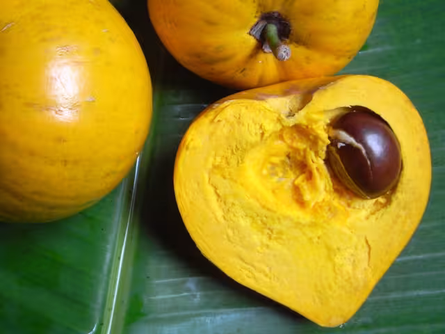 Los frutales mayas no convencionales se encuentran en peligro de desaparecer