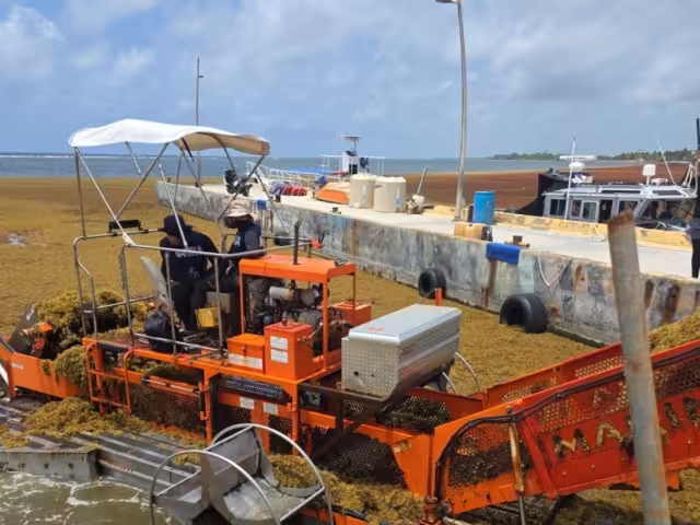 Se recolectó 390 toneladas de la macroalga durante la última semana de julio y los primeros días de junio