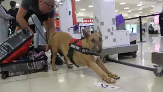 Dicen adiós a la Riviera Maya: Turista y su perrita “Ruby" regresan a Inglaterra tras vivir 6 meses en Playa del Carmen    