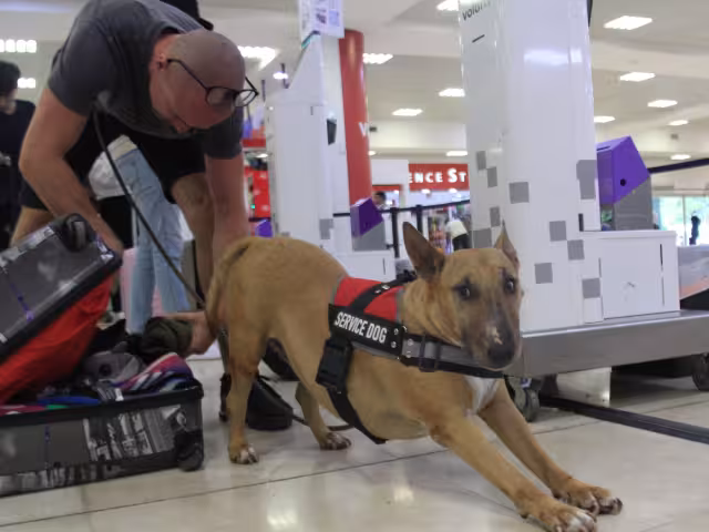 Ruby fue entrenada para detectar con el olfato los cambios en el organismo de su propietario quien sufre diabetes