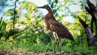 Garza tigre mexicana, el ave que imita al jaguar, ¿Habita en Yucatán? 