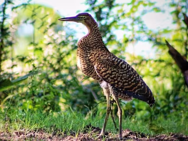 La garza tigre mexicana es un majestuoso depredador que habita en cuerpos de agua dulce y salobres
