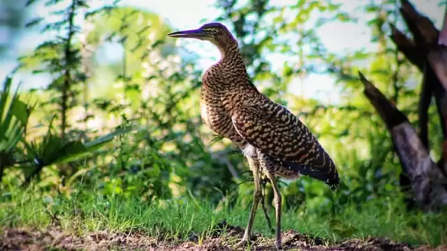 La garza tigre mexicana es un majestuoso depredador que habita en cuerpos de agua dulce y salobres