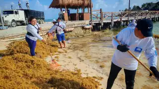 Isla mujeres “inundada" de macroalga: Recolectan más de 100 toneladas de sargazo