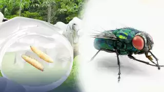 Ganaderos y dueños de mascotas: así luce la peligrosa mosca del gusano barrenador