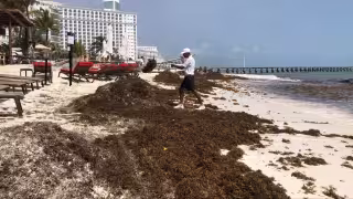 Las costas del Estado se preparan para recibir una gran cantidad de talofita a partir de hoy