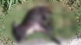 Hombre mata de 15 puñaladas a un perro en Conkal 