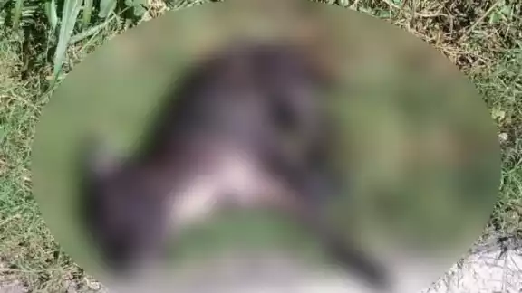 La agresión fue tan brutal que el animal murió en plena vía pública La agresión fue tan brutal que el animal murió en plena vía pública